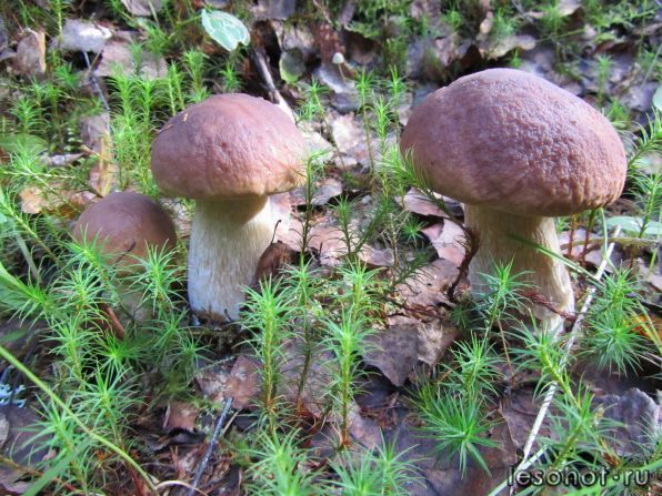 IMG_2976.JPG