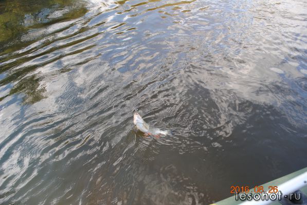 DSC_0648.JPG