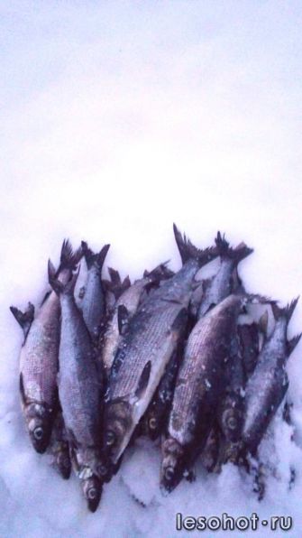 photo_00225.jpg