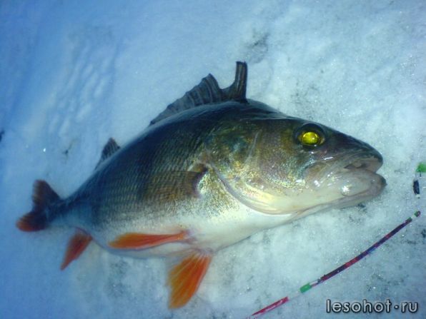 perch.jpg