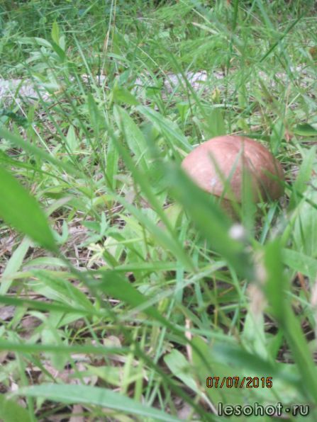   2015 007.jpg