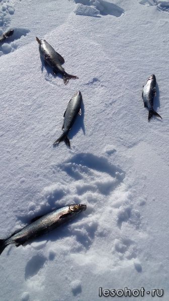 photo_00138.jpg