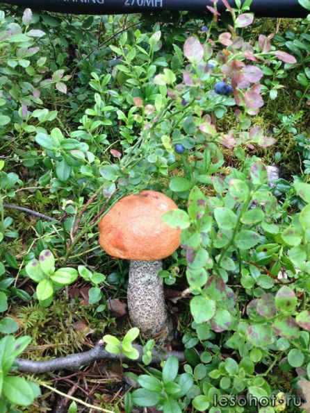photo_00412.jpg