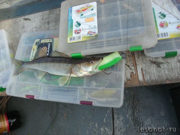 29.06.2017����� (2).JPG