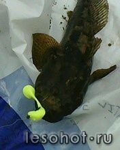 IMG0044A.jpg