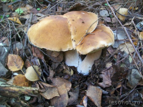 100_5545.JPG
