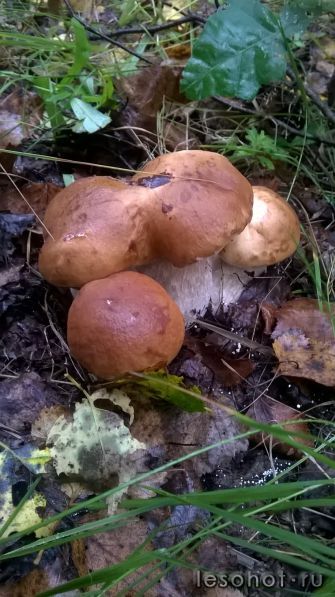 WP_20160827_08_34_41_Pro.jpg