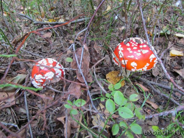   (Amanita muscaria)