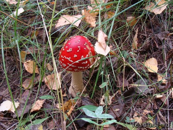 DSC04459.JPG
