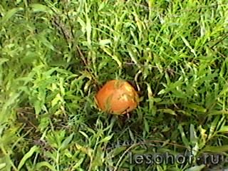 SP_A0079.jpg