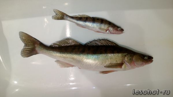 WP_20130126_001.jpg