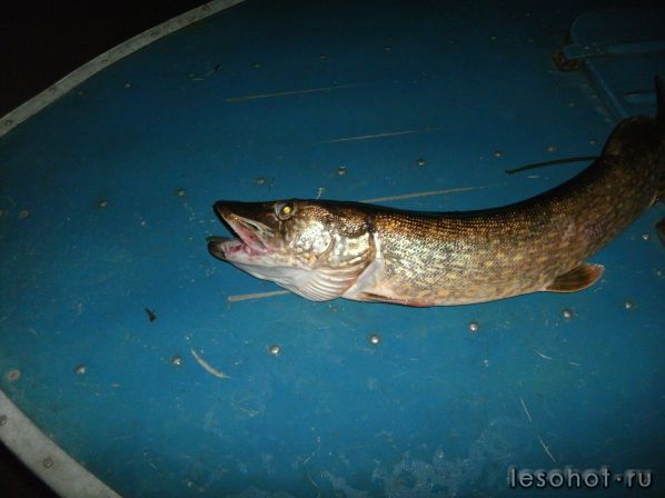 ����� 17.08.13 ������� �� ����� 3,9�.���. (4).JPG