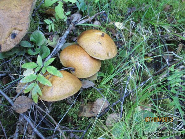 IMG_0336.JPG