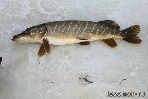 0_94c61_cf215263_L.jpg
