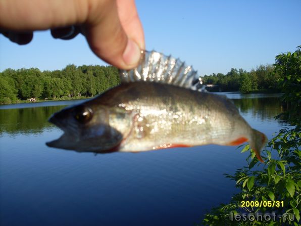 SDC10475.JPG