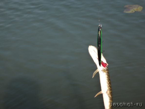 ����� 18.09.14 (10).JPG1.JPG