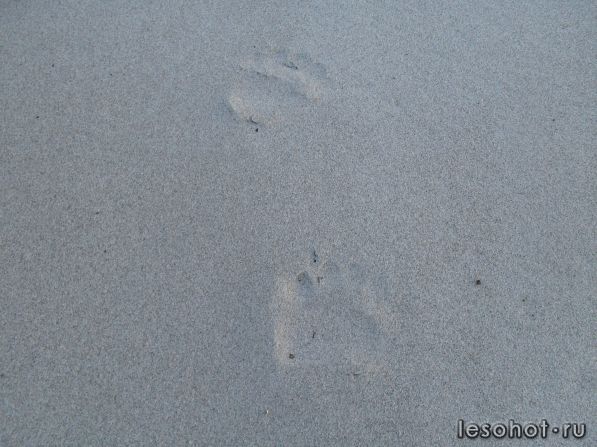 SDC10061.JPG