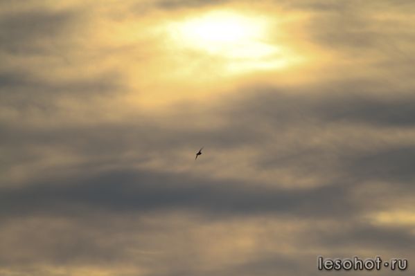 IMG_0938.jpg