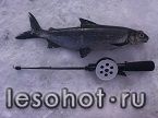z_d9ead335.jpg