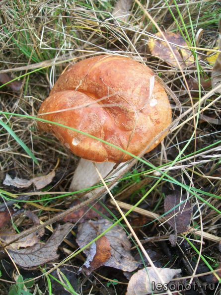 100_5438.JPG
