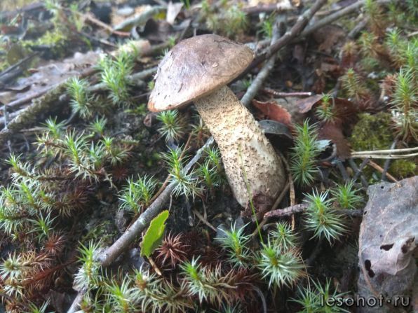 photo_00365.jpg