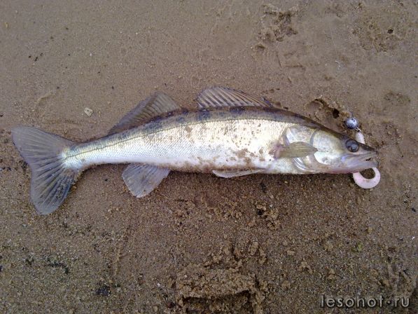 20102011065.jpg