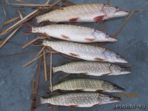 ����� �������� ����