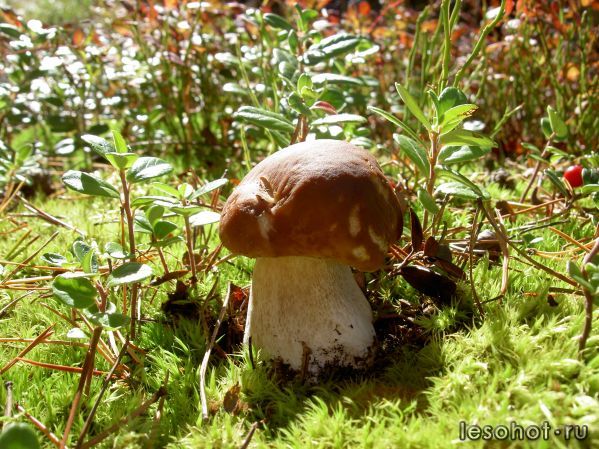 PICT0866.JPG