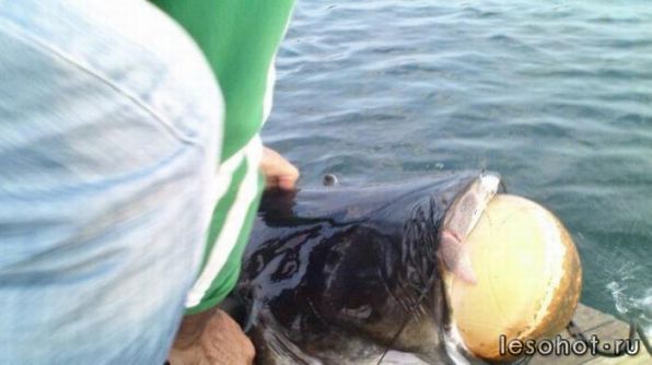 Catfish_05.jpg