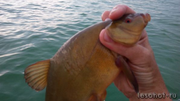 IMG_20160807_185220.jpg