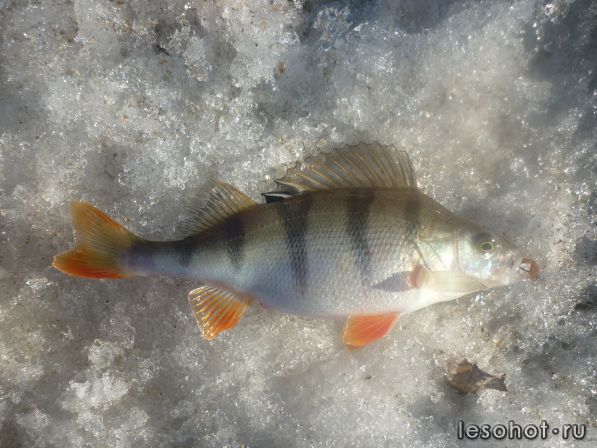 P1020110.JPG