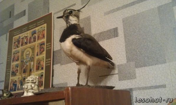 IMAG0251.jpg