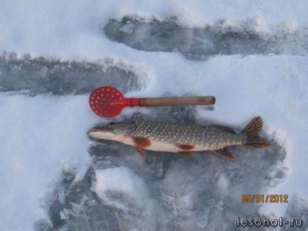 ��� ��� ��������� ����