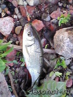 IMG0011A.jpg