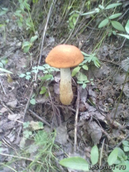 photo_00004.jpg