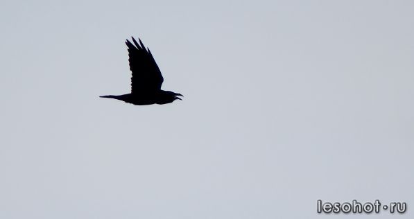 IMG_1221.JPG