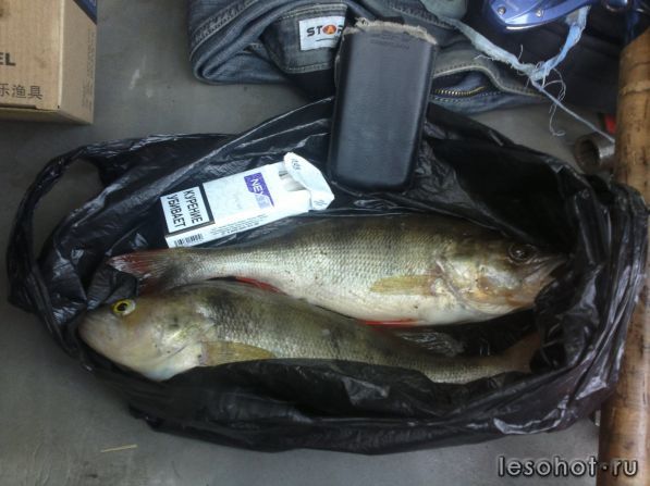 ���� ��� ��������