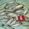 DSC00645.JPG