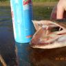 DSCN0241.JPG