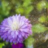 DSC_0034.jpg