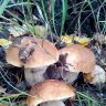 IMG_20170916_113029.jpg