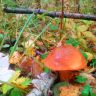 IMG_20130916_200510.jpg