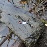 DSC01467.JPG