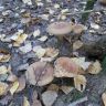   ( Paxillus involutus)