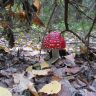   (Amanita muscaria)
