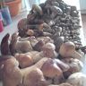 DSC01433.JPG