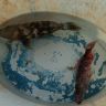 DSC00500.JPG