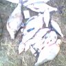 IMG0037A.jpg