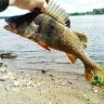 DSC00528.JPG