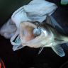 DSC01736.JPG